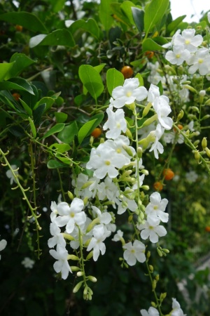 Moorea Blüte